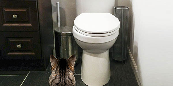 7 Reasons NOT to Toilet Train Your Cat